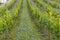 Vineyards with flovers near Cejkovice, Southern Moravia, Czech Republic