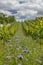 Vineyards with flovers near Cejkovice, Southern Moravia, Czech Republic