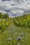 Vineyards with flovers near Cejkovice, Southern Moravia, Czech Republic