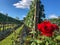 Vineyards, flowers and grapes in beautiful and stunning wineries