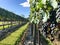 Vineyards, flowers and grapes in beautiful and stunning wineries