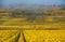 Vineyards in the foggy autumn morning, Burgundy, France