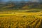 Vineyards in the foggy autumn morning, Burgundy, France