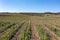 Vineyards and forest in the Rheingau from above in spring