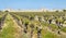 Vineyards with fortified wall of Aigues Mortes village in France