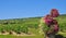 Vineyards in the french champagne region