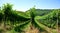 Vineyards of fresh grapes on the Langhe hills, Piedmont, Italy