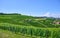Vineyards of fresh grapes on the Langhe hills, Piedmont, Italy