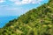 Vineyards and fruit trees covering a steep, terraced hillside overlooking the Mediterranean Sea in Italy.