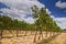 Vineyards in the Galilee