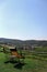 Vineyards in Gavi, Italy