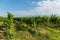 Vineyards in Georgia