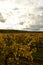 Vineyards in germany fall season clodet colorfull Wine Grapes Landscape