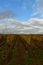 Vineyards in germany fall season clodet colorfull Wine Grapes Landscape