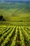 Vineyards in Gevrey chambertin burgundy France