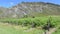 Vineyards in Gibbston Valley in Otago, New Zealand