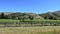 Vineyards in Gibbston Valley in Otago, New Zealand