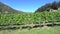 Vineyards in Gibbston Valley in Otago, New Zealand