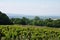 The Vineyards of Gigondas