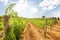 Vineyards with grapevine and hilly tuscan landscape near winery along Chianti wine road in the summer sun, Tuscany Italy Europe