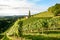 Vineyards with grapevine for wine production near a winery along styrian wine road, Austria Europe