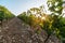 Vineyards with grapevine and winery along wine road in the evening, Tuscany, Italy