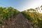 Vineyards with grapevine and winery along wine road in the evening, Tuscany, Italy