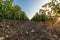 Vineyards with grapevine and winery along wine road in the evening, Tuscany, Italy