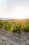 Vineyards with grapevine and winery along wine road in the evening, Tuscany, Italy