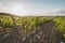 Vineyards with grapevine and winery along wine road in the evening, Tuscany, Italy