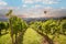 Vineyards with grapevine and winery along wine road with hot air balloon in the evening sun, Italy Tuscany Europe