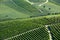 Vineyards green background in a sunny day on hills in Italy