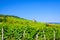 Vineyards green fields landscape with grapevine rows and Eibingen Benedictine Abbey of St. Hildegard on hills