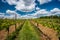 Vineyards green foliage against blue sky and white clouds in sunny spring day. Saxony, Germany