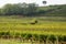 Vineyards green of Saint Emilion Bordeaux region of France