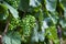 Vineyards and green young grapes in Moravia.