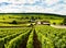 Vineyards growing in a lush hilly landscape, Burgundy, France