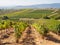 Vineyards in the harvest season - Villafranca del Bierzo