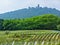 Vineyards Haut koenigsbourg Vineyard landscape along the route des vins villages, Autumn, Alsace Haut Rhin, France Alsace