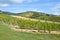 Vineyards at the hill side, Tokaj