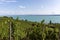 Vineyards in the hills of Meersburg. Lake Constance