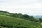 Vineyards in the hills near Monticello d`Alba, Piedmont - Italy