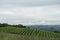 Vineyards in the hills near Monticello d`Alba, Piedmont - Italy