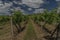 Vineyards and hills near Moravske Branice village in hot summer sunny day