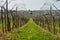 Vineyards on the hills of the Soave area near Verona in northern Italy