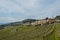Vineyards on the hills of the Soave area near Verona in northern Italy