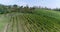 Vineyards on a hillside in Italy, House on a hill among vineyards, rows of vineyards on a hillside, Aerial, Cottage