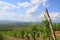 Vineyards on the hillside near Tarcal village, Hungary