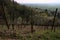 The vineyards at hirschberg odenwald in spring