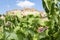 The vineyards of the historic Italian village of Cossignano in Italy